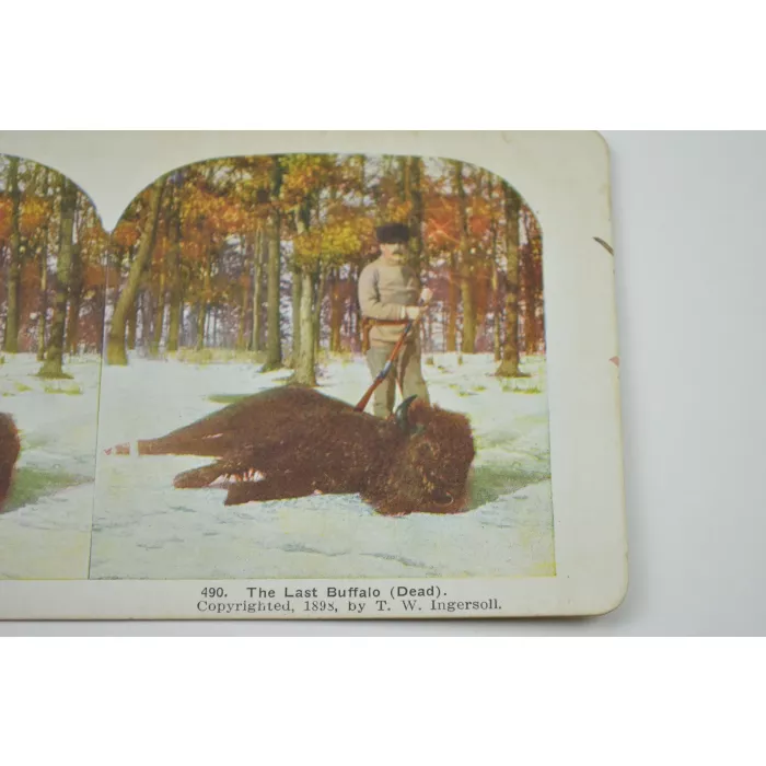 Stereoview  By T. W. Ingersoll - The Last Buffalo (Dead) - Antique 1898