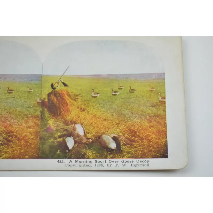 Stereoview By T. W. Ingersoll - No. 482 - A Mourning Sport Over Goose Decoy - Antique 1898