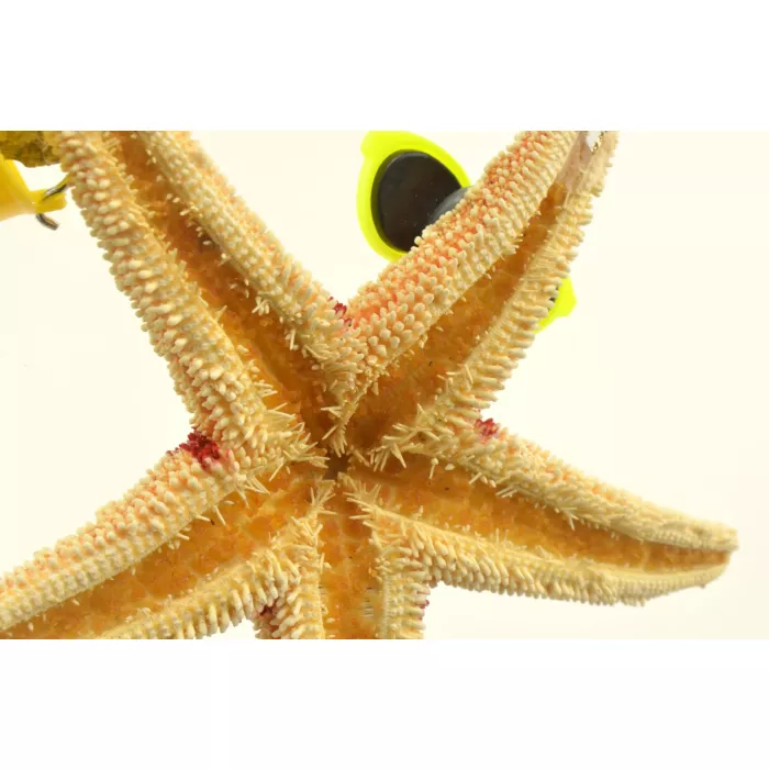 SAND-DECO Hanging Ornament - Girl Starfish