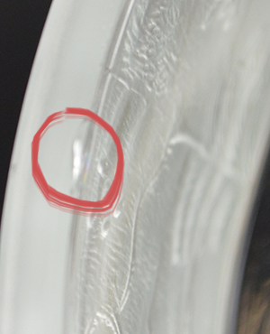 what flea bite looks like on glass
